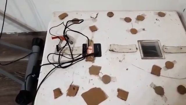 Белая широки грудя жумырткасы.Индюк жумырткасын Инкубаторга дурыс койып уйрену 04.05.2020жыл смотреть онлайн