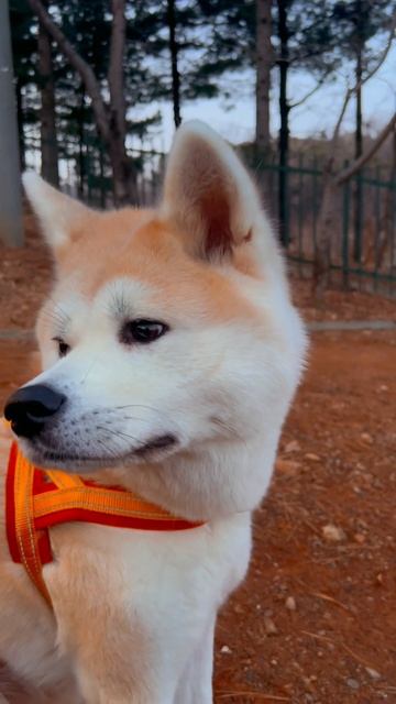 #собака #акитаину #корея #топ #животные #akitainu #собаки #cute #любовь смотреть онлайн