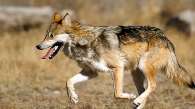 El Coyote смотреть онлайн