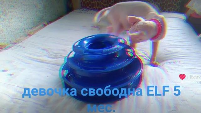 Нежная и ласковая девочка эльфик, 5 мес, в ожидании любящей семьи смотреть онлайн