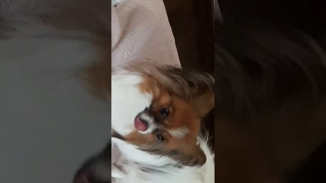 Тося играется с игрушкой а другие собаки смотрят на неё смотреть онлайн