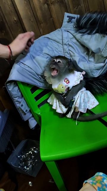 обезьянка Малиса, всем хочется погладить#funny #monkey #fyp #animal #fypシ #zoo #atak #trending смотреть онлайн