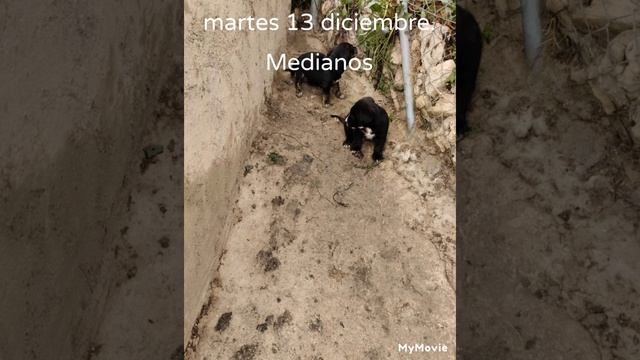 martes 13 diciembre, Murcia, raza mediana, a las 10;de la mañana, 618396258.super guapos. смотреть онлайн