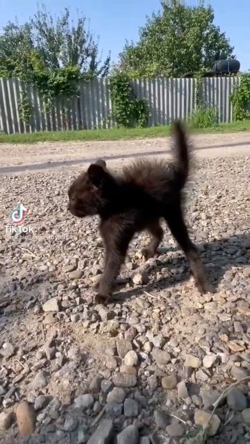 очень злой кот 🙀 смотреть онлайн