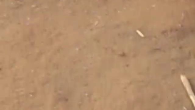 Masai Fire Start Tarangire смотреть онлайн