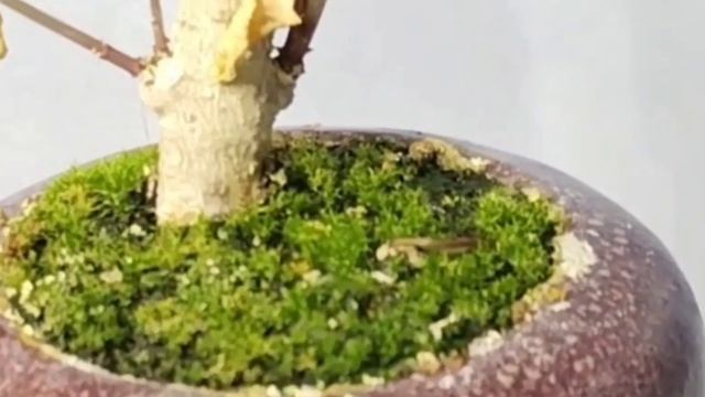 √4 ривина заготовка для бонсай