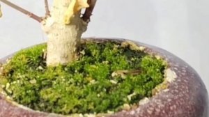 √4 ривина заготовка для бонсай