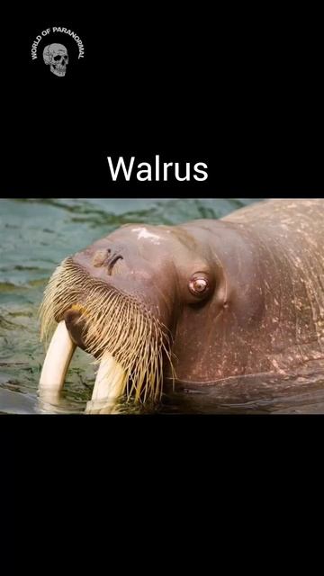 Animals while they are sleeping.#shorts смотреть онлайн