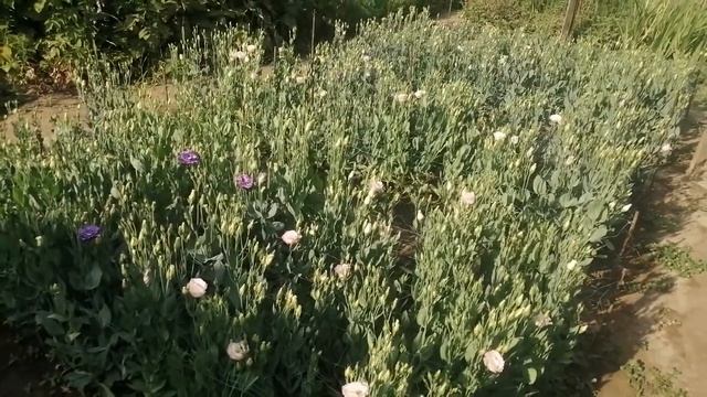 Эустома (лизиантус) ABC F1. смотреть онлайн