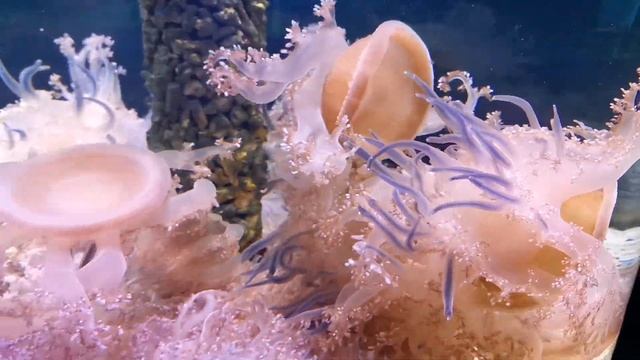 Московский Океанариум РИО смотреть онлайн