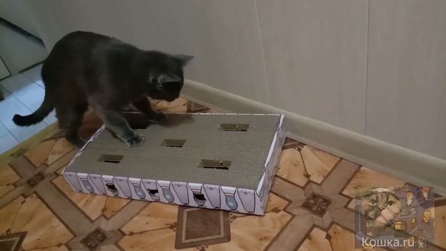 Кошка показывает, что внутри когтеточки из Фикс Прайса смотреть онлайн