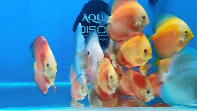 Blue Diamonds, Royal Flora Turquoise, Red Valentine, Super Red Passion, RGD Discus - 6",5.5,4.75" смотреть онлайн