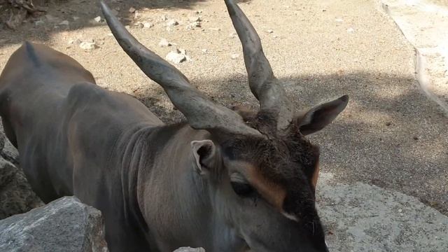 Antilopa u Zoo Vrtu Beograd, 04.09.2021 смотреть онлайн