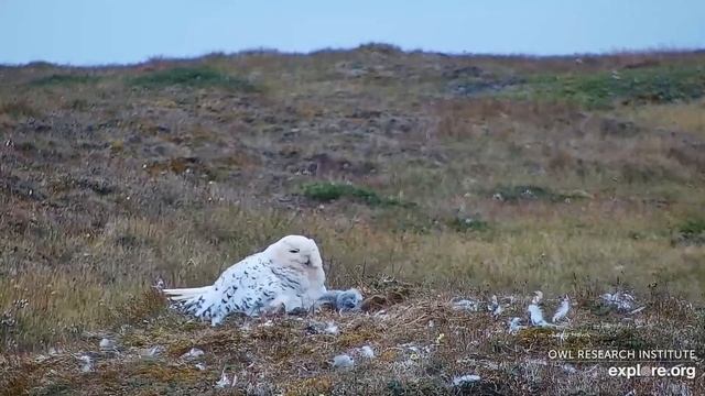 Arctic Snowy Owls ~ Down The Hatch! 😲 Oldest Snowy Owlet Attempts To Swallow A Whole Lemming! 8.2.2 смотреть онлайн