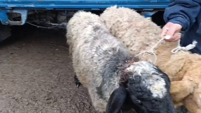 ТОКМОК КОЙ БАЗАР АРАШАН КОЗУЛУУ КОЙЛОР КОЧКОРЛОР 31/03/24/ смотреть онлайн