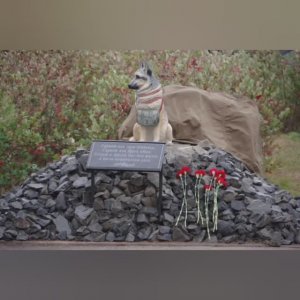 Военным пёселям