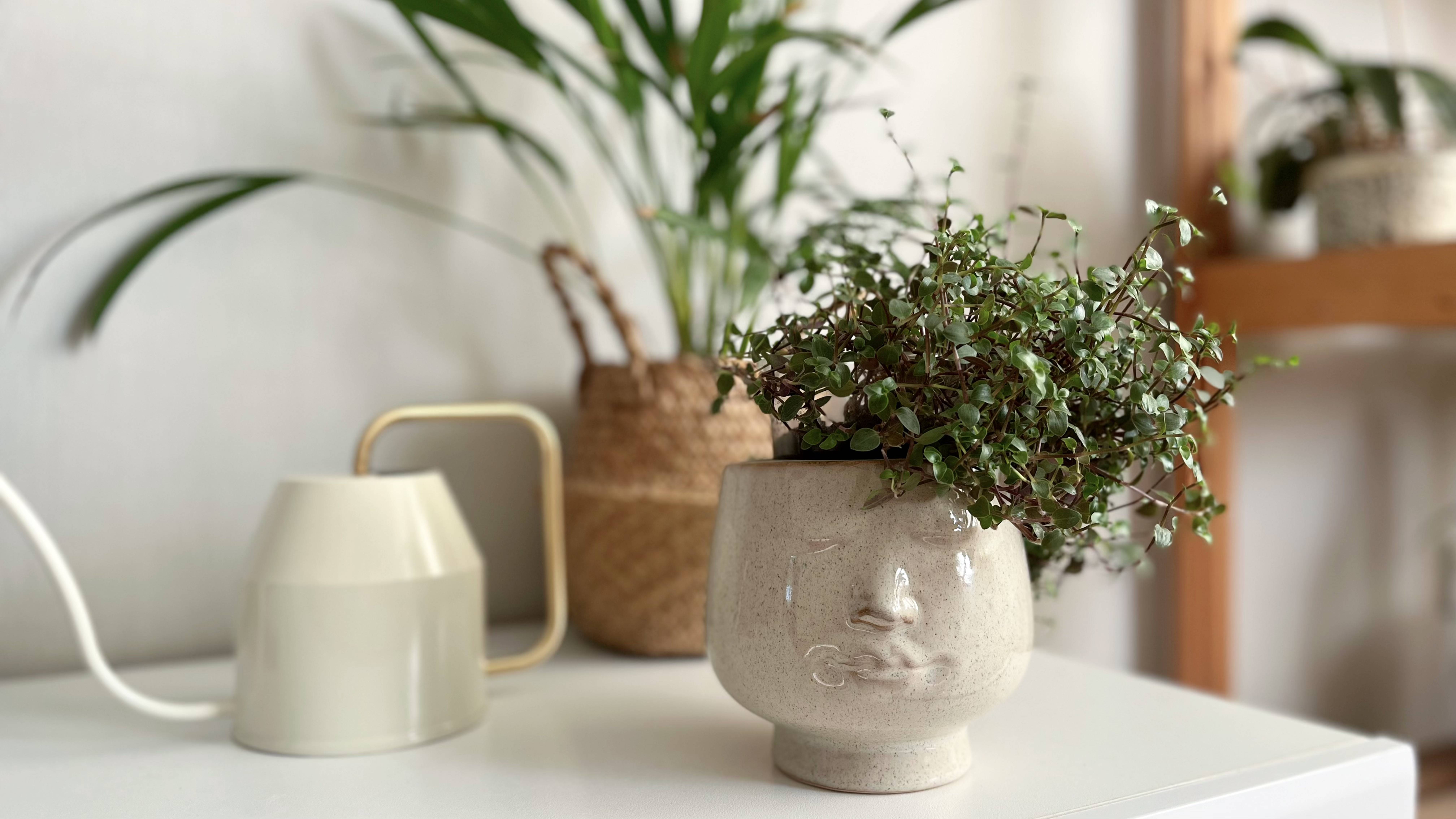 🪴 Живой декор у меня дома 🪴 Обзор моих комнатных растений смотреть онлайн