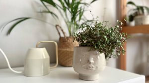 🪴 Живой декор у меня дома 🪴 Обзор моих комнатных растений