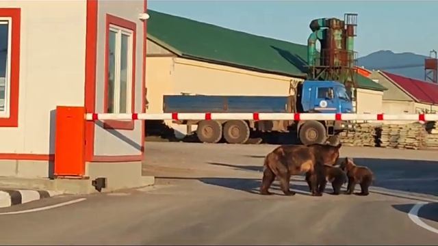 Медвежье семейство на Итурупе смотреть онлайн