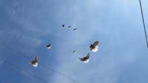 Николаевские Голуби, Крым, Алексей Василишин