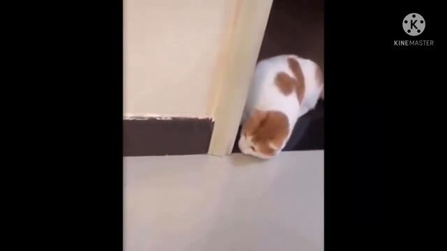 #5 | CUTE AND FUNNIEST CAT VIDEOS COMPILATION | BEST CUTE CAT VIDEO | Unforgettable Cutiepies смотреть онлайн