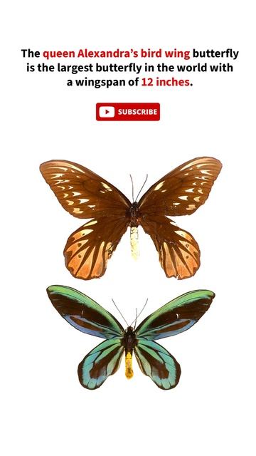 Largest butterfly in the world🤯🤯 #shorts #viralshort #butterfly смотреть онлайн