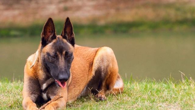 Belgian Malinois Exe смотреть онлайн