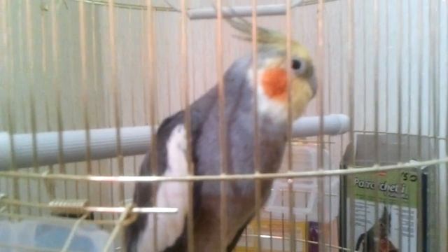 ПОПУГАЙ КОРЕЛЛА ПОЕТ смотреть онлайн