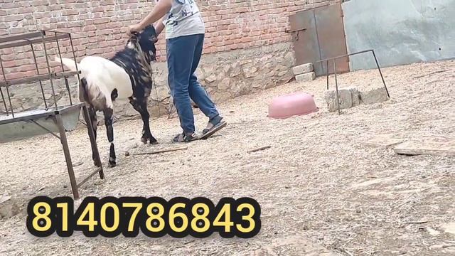 Totapuri khassi bakra 2023 | 2 dant 60+ kg weight | Al akbar Goat Farm Himmatnagar Gujarat смотреть онлайн
