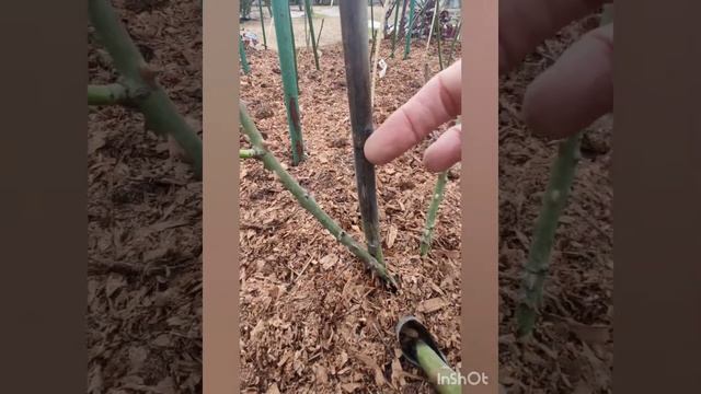 Окончательное открытие роз. Итоги зимовки.