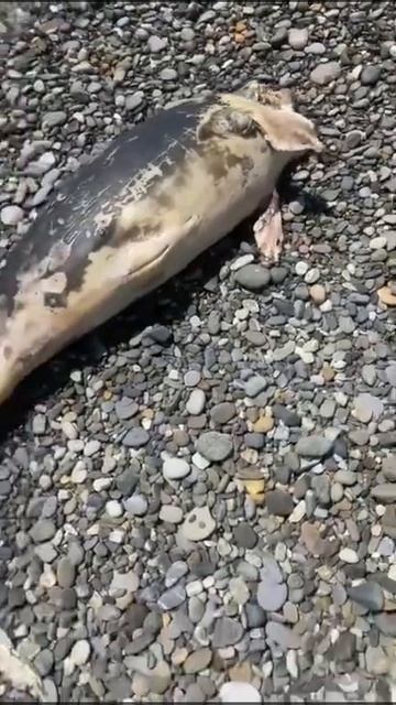 Шок!!!Мертвый дельфин на пляже в якорном ущелье смотреть онлайн