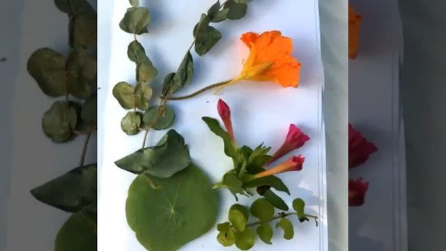 How to Eco Print or Eco Dye on Paper using Leaves and Flowers смотреть онлайн