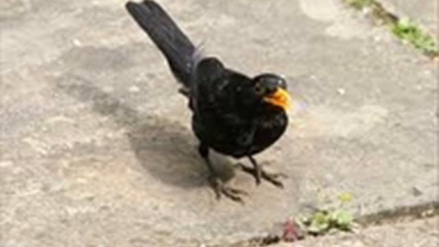 Blackbird (Cover by Mike Wilhelm) смотреть онлайн