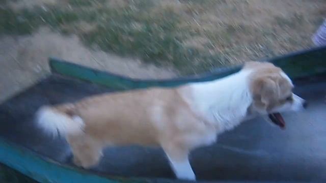 Собака пытается забраться на горку!!?? смотреть онлайн