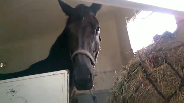 Дива в день продажи 26-07-2016 смотреть онлайн