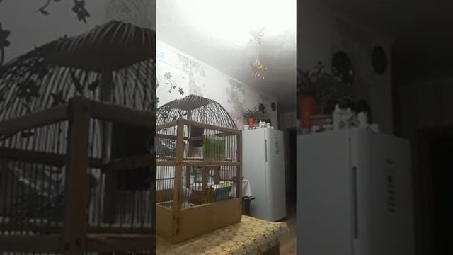 #виделивидео Кеша и баба Ира смотреть онлайн