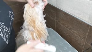 Китайская хохлатая Груминг морды взрослой собаки