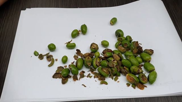 Determinazione del danno causato dalla mosca da olivo " Bactrocera Oleaesulla" drupa смотреть онлайн