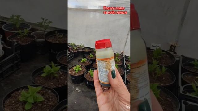 Внекорневая подкормка гортензий.