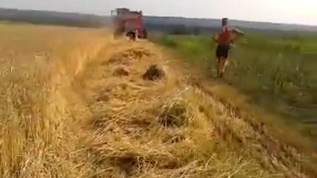 КамАЗ уборка пшеницы комбайн нива на уборке смотреть онлайн