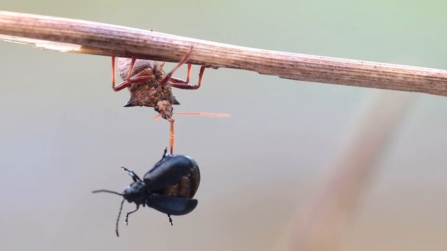 Spiked shieldbug with prey смотреть онлайн