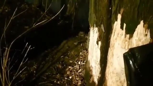 Свежая песня о бобре от депутата Панкова смотреть онлайн