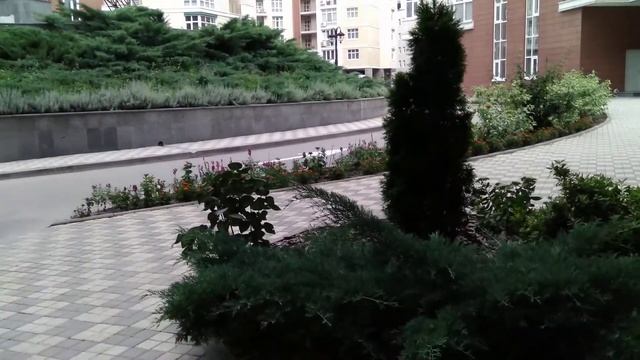 Чихуахуа Мия на прогулке, август 2022 г. смотреть онлайн