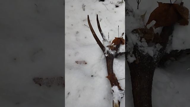 Рога оленя. смотреть онлайн