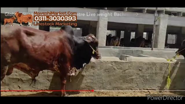 Animals by live weight 430 per kg смотреть онлайн