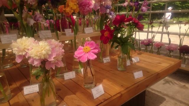 Выставка пионов и ирисов в Аптекарском Огороде 2016 -2 смотреть онлайн