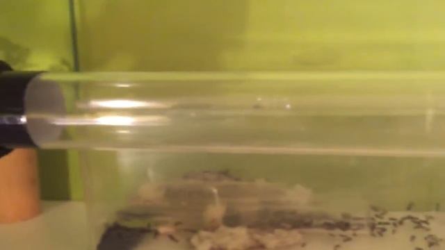 Atta cephalotes 20/10/15 смотреть онлайн