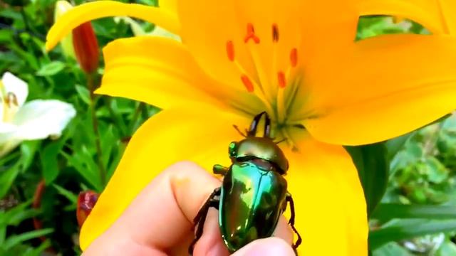 Handling a RAINBOW Stag Beetle! | Phalacrognathus muelleri смотреть онлайн