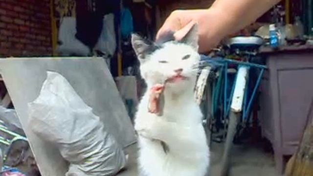 Кошка и рыба.mp4 смотреть онлайн