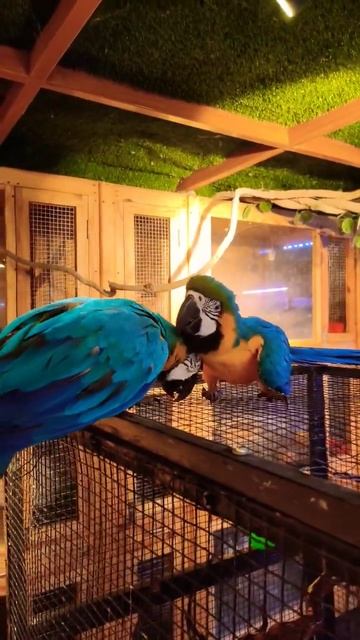 Marmoset & Macaws смотреть онлайн